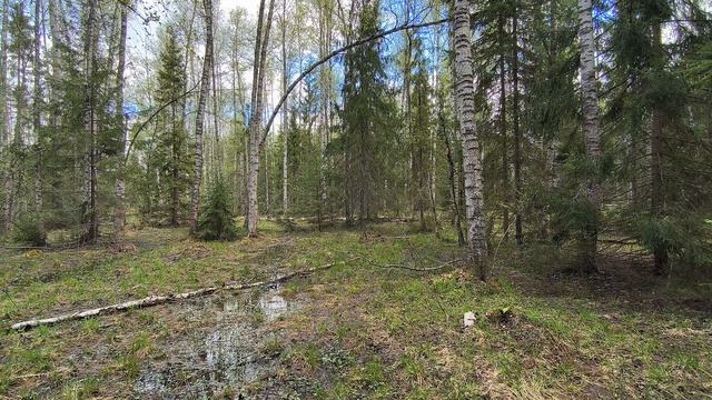 Весенний лес. ч.3. Май 2024 смотреть онлайн