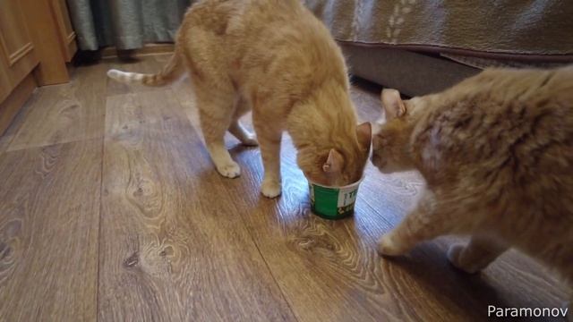Кот Жирок застрял в банке из под творога! смотреть онлайн