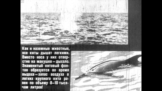 Диафильм Дельфины смотреть онлайн