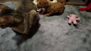 Pudel Psinamade 1923