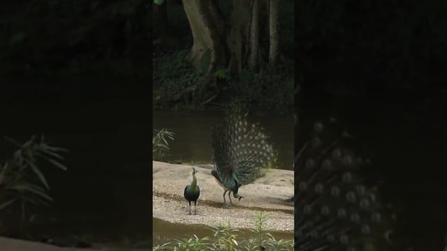 PEACOCK: This Is How I Flirt смотреть онлайн