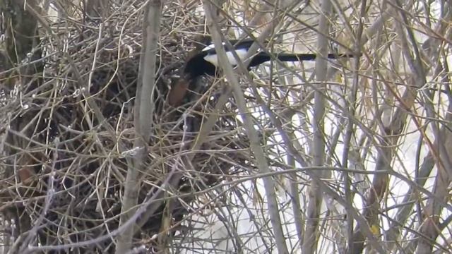 Сороки строят гнездо смотреть онлайн