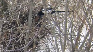 Сороки строят гнездо