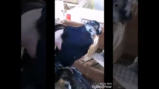 "" ВЫСТАВКА ГОЛУБЕЙ "" Г..БЛАГОДАРНИНСК .2..02..19 смотреть онлайн
