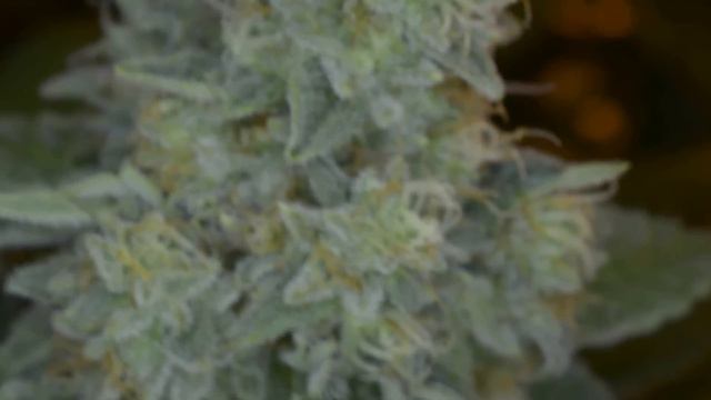 GrapeFruit Diesel Day 56 In 4k Ultra HD