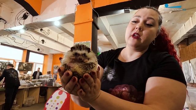 Что нужно знать перед тем, как завести дома ежа? смотреть онлайн