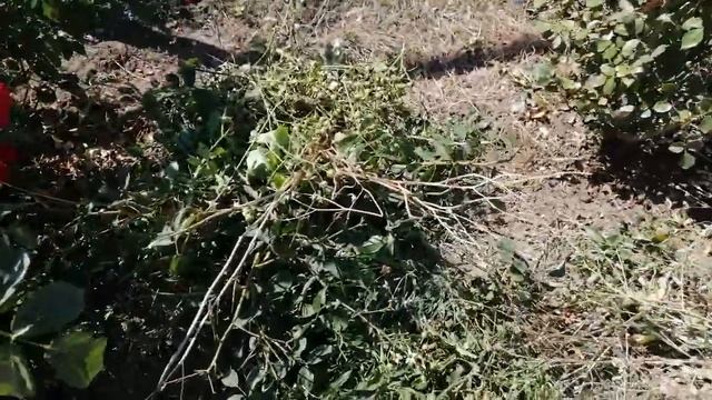 Как бороться с травой. Почти вывела на участке сорняк. смотреть онлайн