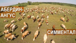 Спиваков А.А. Об особенностях Симментальской и Абердин-ангусской пород мясного скота