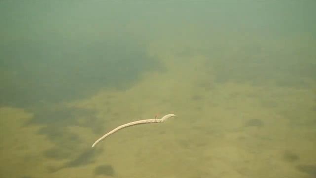 Gulp Alive Bait Sandworms with Mustad Slow Death Hooks смотреть онлайн
