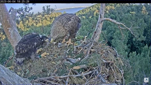 WTE in Tatarstan Борьба за рыбий хвост 4 06 2023 смотреть онлайн