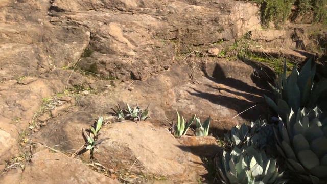Agaves, Succulants, and Wildfire смотреть онлайн