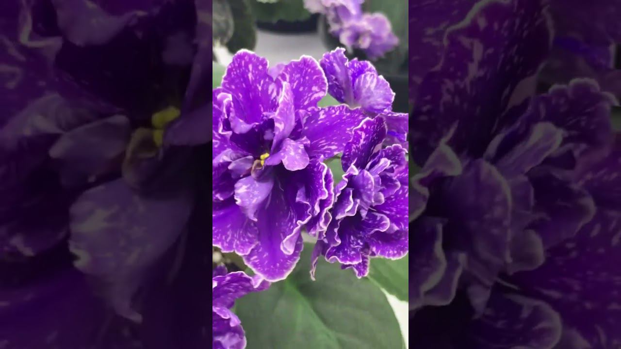 Как вам новый сортик в коллекции? Есть детка.