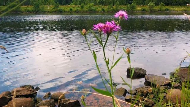 Природа, в которой мы живем | Эволюция всего живого или искусственное творение?