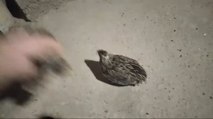 Горная #куропатка #кеклик