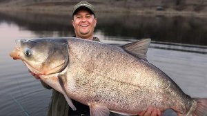 Самый простой и правильный рецепт маринования рыбы Маринуем рыбу по ДЕРЕВЕНСКИ. Толстолобик рецепт