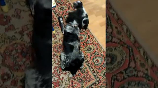 Смешно играют Русские спаниели смотреть онлайн