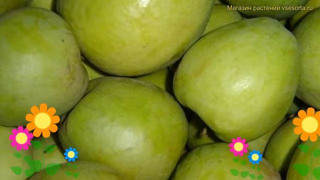 Яблоня домашняя Синап Белорусский. Краткий обзор, описание Malus Domestica Sinap Belorusskij