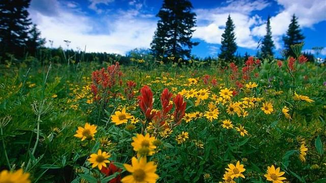 Фото слайд-шоу Природа. Поля. Часть 1. смотреть онлайн