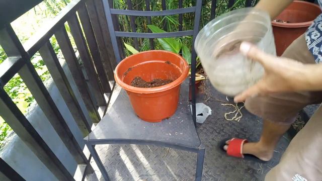 Paano Mag Propagate Ng Golden Melinonii Philodendron [Complete Guide] | Propagating Golden Melinoni смотреть онлайн