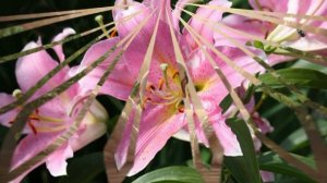 Катя  Огонек 'Милый, любимый, единственный' =СЛАЙД КЛИП=