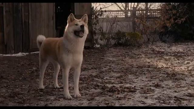 Музыка из фильма Хатико смотреть онлайн