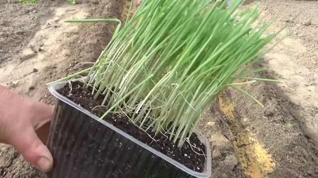 Посев лука чернушки для однолетнего выращивания лука репки. Сорта лука для выращивания за один сезо смотреть онлайн