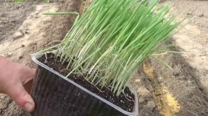 Посев лука чернушки для однолетнего выращивания лука репки. Сорта лука для выращивания за один сезо