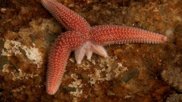 Starfish Limb Regeneration смотреть онлайн