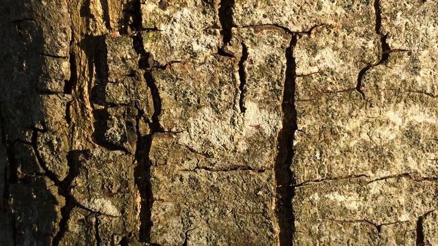 Sweet Chestnut (Castanea sativa) - bark close up - February 2018 смотреть онлайн