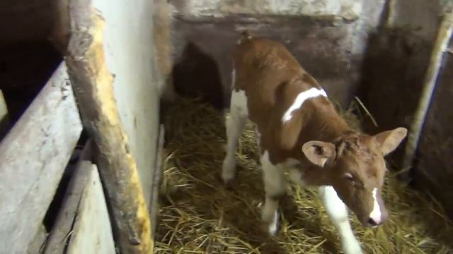 раздой коровы после отела, режим и рацион кормления смотреть онлайн