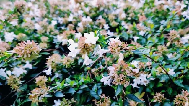 The Propagation of Abelia grandfloria смотреть онлайн