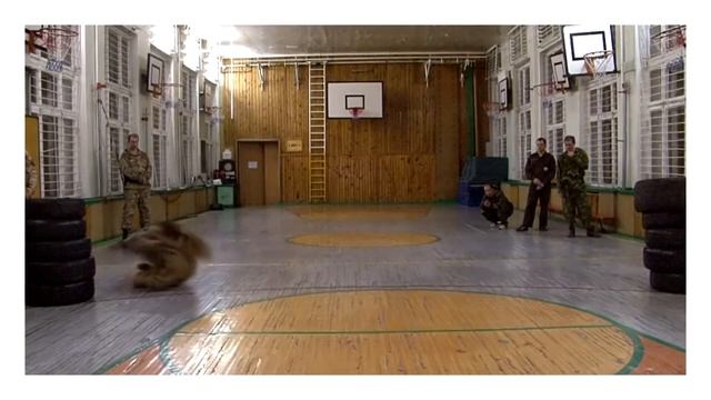 Элементы боевой акробатики 1 смотреть онлайн