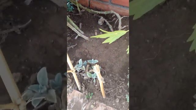 Planta oreja de burro. смотреть онлайн