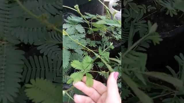 Мимоза стыдливая - сенсорное растение | Mimosa Pudica