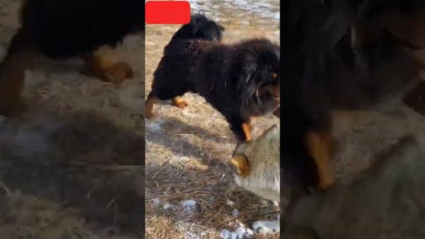 Tibetan Mastiff Vs Wolf Dog Vs Wolf 2021 Video