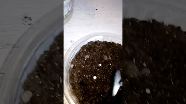 Сажаем расадным способом цветы Цинерария серебряный кораблик смотреть онлайн