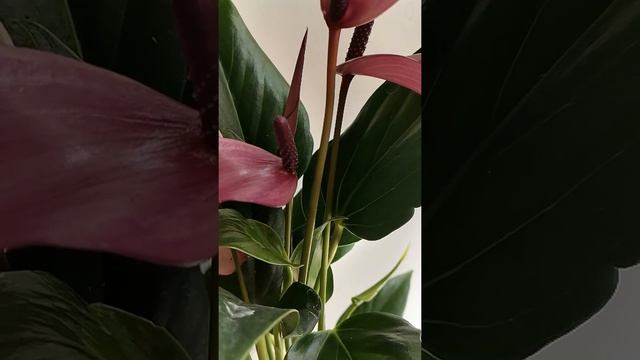 Антуриум Зизу смотреть онлайн