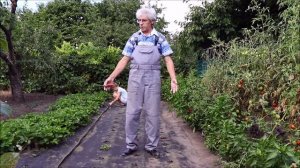 Подготовка почвы к посадке клубники (летом)