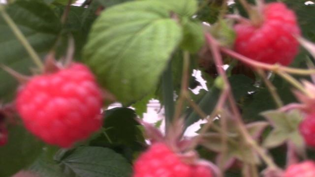 Малинка, варенье и стол подоконник..mp4 Краснодарский край 2021г. смотреть онлайн