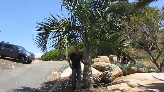 Dypsis decipiens смотреть онлайн