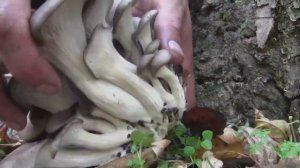 Сбор грибов (вешенки в тополином лесу)