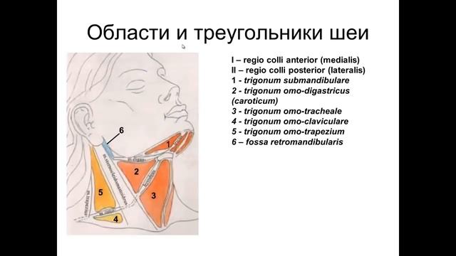 Мышцы шеи. Фасции шеи. Топография шеи смотреть онлайн