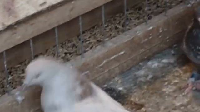 Голуби Самары смотреть онлайн