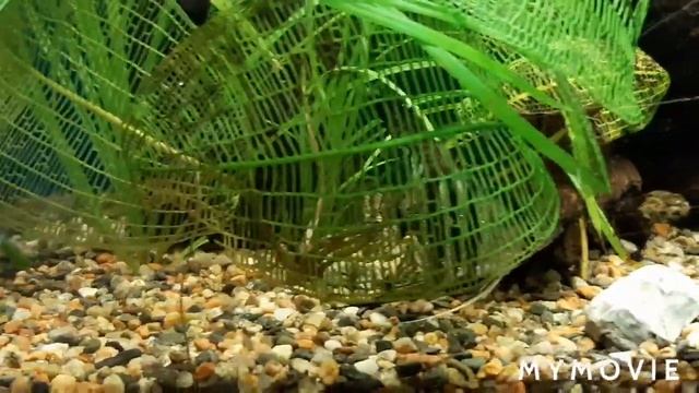 Выбираем грунт для аквариума. Как делаю Я.??? смотреть онлайн