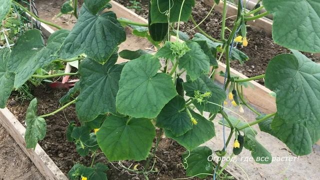 416. Огурцы до глубокой осени смотреть онлайн