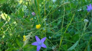 Природа Марий Эл