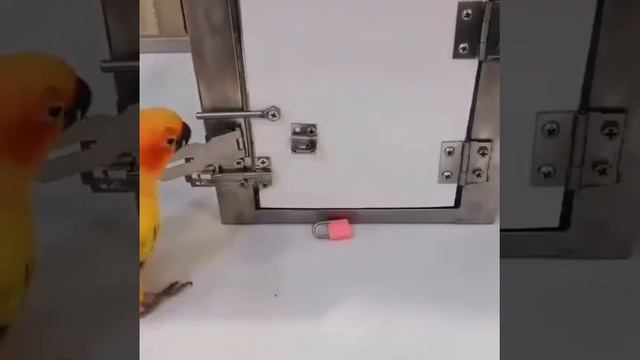 What a smart bird! Какая умная птица! смотреть онлайн