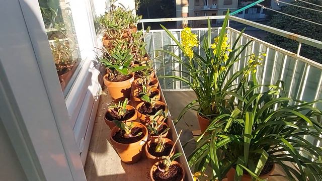 CYMBIDIUM felici per il sole sotto le feste di Natale смотреть онлайн