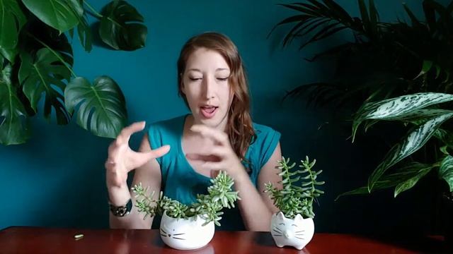 SEDUM RUBROTINCTUM UPDATE! Jelly Bean Plant Propagation Update. смотреть онлайн