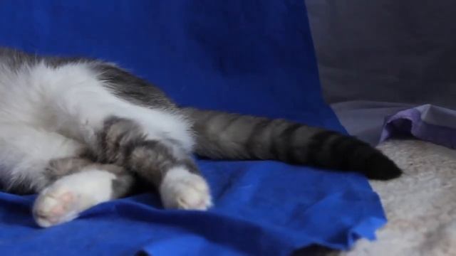 Обаятельный кот Михаил Иванович смотреть онлайн